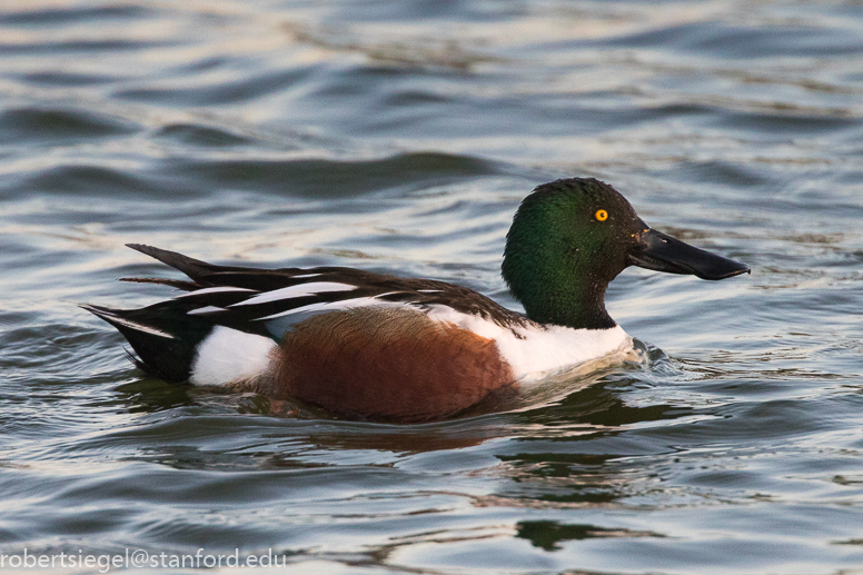 palo alto baylands